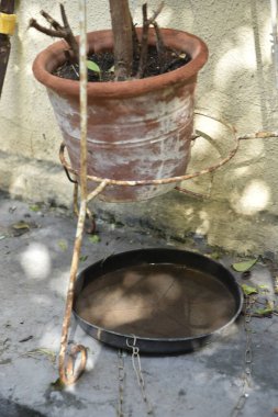 İçinde durgun su olan terk edilmiş bir kase. Manzarayı kapat. Potansiyel üreme alanlarında sivrisinekler