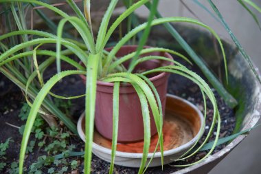 İçinde durgun su olan terk edilmiş bir kase. Manzarayı kapat. Potansiyel üreme alanlarında sivrisinekler