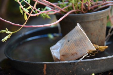 İçinde durgun su olan terk edilmiş bir kase. Manzarayı kapat. Potansiyel üreme alanlarında sivrisinekler
