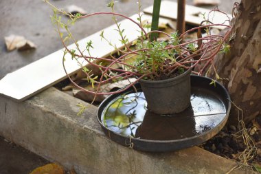 İçinde durgun su olan terk edilmiş bir kase. Manzarayı kapat. Sivrisinekler potansiyel üreme bölgelerinde çoğalıyor. Sivrisineklerin çoğalması aedes aegypti, dang, chikungunya, zika virüsü