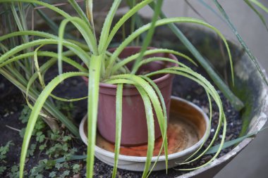 İçinde durgun su olan terk edilmiş bir kase. Manzarayı kapat. Potansiyel üreme alanlarında sivrisinekler