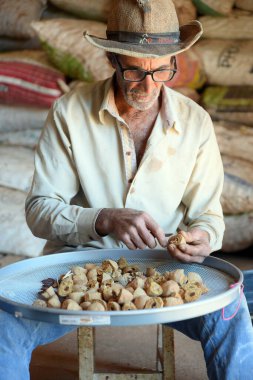 Pirenpolis Brezilya baru hasat ve hasat Baru fındık aile çiftliği elle hasat