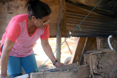 Pirenpolis Brezilya baru hasat ve hasat Baru fındık aile çiftliği elle hasat