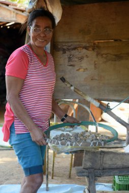Pirenpolis Brezilya baru hasat ve hasat Baru fındık aile çiftliği elle hasat