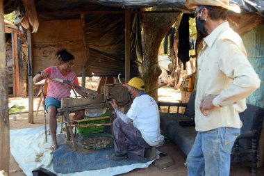 Pirenpolis Brezilya baru hasat ve hasat Baru fındık aile çiftliği elle hasat