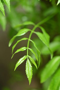 caja mango meyveli lezzetli yeşil yaprak beyaz çizgili güzel bitki resmi