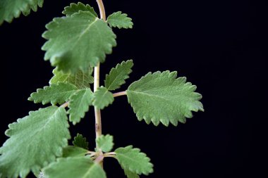 Myrrh, Commiphora myrha familyasından bir bitki türü. resim