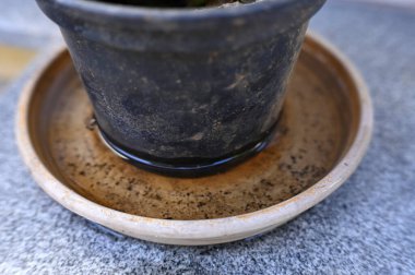 İçinde durgun su olan bir vazoda terk edilmiş plastik bir kase. Manzarayı kapat. Sivrisinekler üreme potansiyeline sahip.