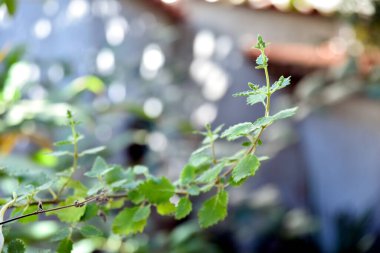 Myrrh, Commiphora myrha familyasından bir bitki türü. resim doğal