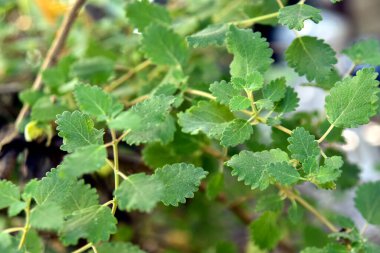 Myrrh, Commiphora myrha familyasından bir bitki türü. resim doğal