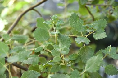 Myrrh, Commiphora myrha familyasından bir bitki türü. resim