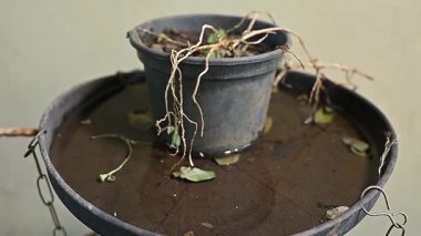 İçinde durgun su olan bir vazoda terk edilmiş plastik bir kase. Manzarayı kapat. Aedes aegypti dang chikungunya zika virüsü sivrisineklerinin çoğalması potansiyeli olan sivrisinekler..