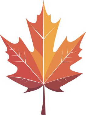 Akçaağaç yaprağı sonbahar sembolünün bembeyaz arka planda bir simge olarak mevsimsel temalı bir konsept olarak tasviri