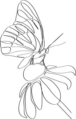 Kelebekli güzel Echinacea çiçeği. Sürekli çizgiler çiziyor.