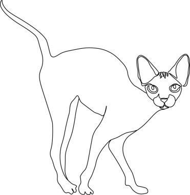 Tek bir çizim çizgisi düz kedi yavrusu, güzel, evcil hayvan, arka plan, hayvan, genç, deri, kedi, sfenks, tüysüz. Beyaz bir arkaplanda izole edilmiş resim çizimi konumu