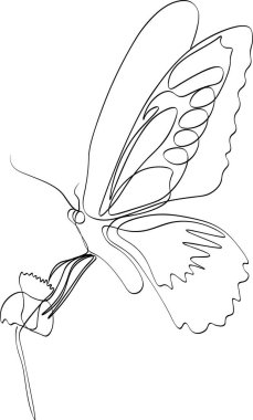 Kelebekli güzel Echinacea çiçeği. Sürekli çizgiler çiziyor.