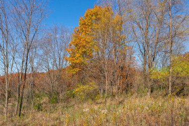 ABD 'nin Illinois eyaletindeki Buffalo Rock State Park' taki yürüyüş yolu boyunca sonbahar manzarası.