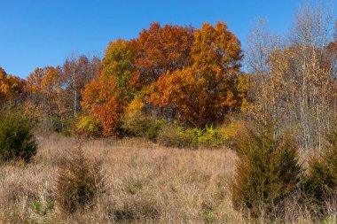 ABD 'nin Illinois eyaletindeki Buffalo Rock State Park' taki yürüyüş yolu boyunca sonbahar manzarası.