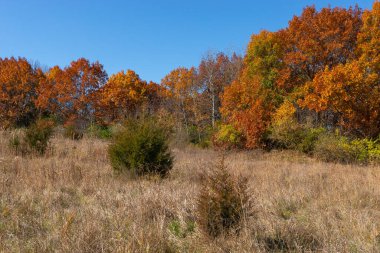ABD 'nin Illinois eyaletindeki Buffalo Rock State Park' taki yürüyüş yolu boyunca sonbahar manzarası.