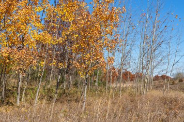 ABD 'nin Illinois eyaletindeki Buffalo Rock State Park' taki yürüyüş yolu boyunca sonbahar manzarası.