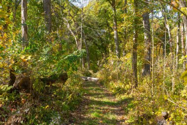 Matthiessen Eyalet Parkı, Illinois, ABD 'de yürüyüş ve sonbahar manzarası.