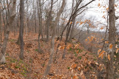 The Bluff Trail on a cloudy Winter morning.  Starved Rock State Park, Illinois, USA.
