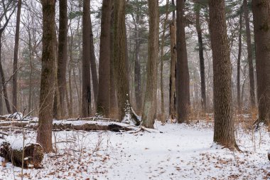 Winter landscape on the Whispering Pines Trail at White Pines Forest State Park, Illinois, USA.