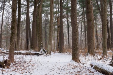 Winter landscape on the Whispering Pines Trail at White Pines Forest State Park, Illinois, USA.