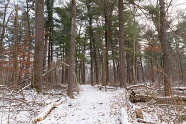 Winter landscape on the Whispering Pines Trail at White Pines Forest State Park, Illinois, USA.