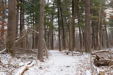 Winter landscape on the Whispering Pines Trail at White Pines Forest State Park, Illinois, USA.