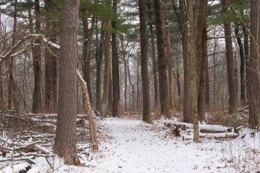 Winter landscape on the Whispering Pines Trail at White Pines Forest State Park, Illinois, USA.