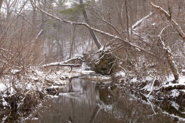 Karlı bir kış sabahı White Pines Ormanı Eyalet Parkı 'nda Pine Creek. Ogle County, Illinois, ABD.