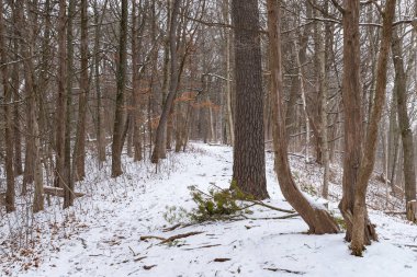 Karlı bir kış sabahında parkın içinde bir patika. White Pines Forest State Park, Illinois, ABD.