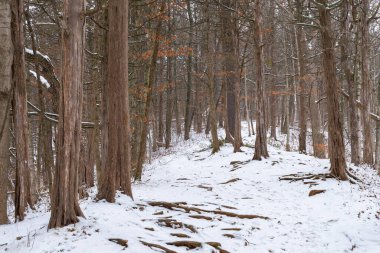 Karlı bir kış sabahında parkın içinde bir patika. White Pines Forest State Park, Illinois, ABD.