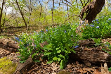ABD 'nin Illinois eyaletindeki Starved Rock State Park' taki Campanula Patikası 'nda bahar manzarası.