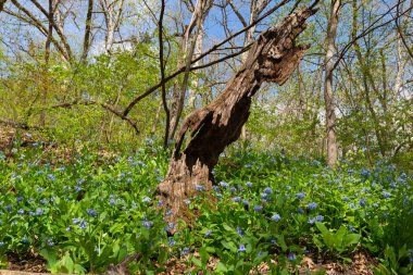 ABD 'nin Illinois eyaletindeki Starved Rock State Park' taki Campanula Patikası 'nda bahar manzarası.