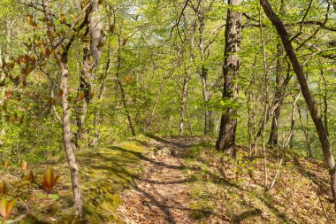 ABD 'nin Illinois eyaletindeki Starved Rock State Park' taki Bluff Trail 'de bahar manzarası.