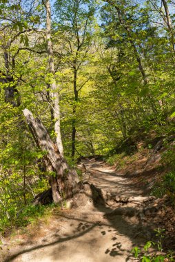 Güzel bir bahar sabahı LaSalle Kanyonu 'nda yürüyüş parkurunda. Aç Rock State Park, Illinois, ABD.