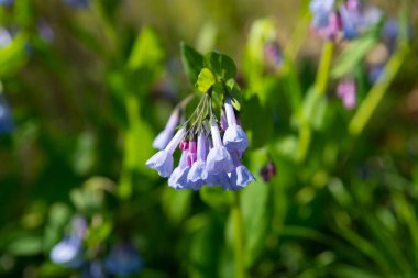 Güneşli bir bahar sabahında Bluff Patikası 'nda çan çiçekleri açıyor. Aç Rock State Park, Illinois, ABD.
