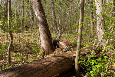 ABD 'nin Illinois eyaletindeki Starved Rock State Park' taki Bluff Trail boyunca manzara.