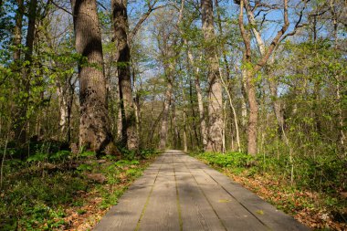 Güzel bir bahar sabahı Bluff Trail 'de yürüyüş parkurunda. Aç Rock State Park, Illinois, ABD.