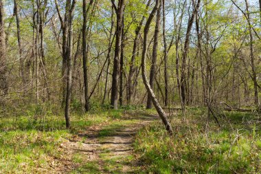 Güzel bir bahar sabahı Bluff Trail 'de yürüyüş parkurunda. Aç Rock State Park, Illinois, ABD.
