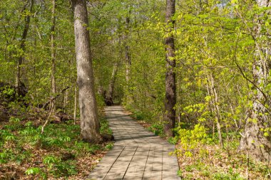 Güzel bir bahar sabahı Bluff Trail 'de yürüyüş parkurunda. Aç Rock State Park, Illinois, ABD.