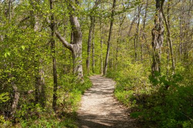 Güzel bir bahar sabahı Bluff Trail 'de yürüyüş parkurunda. Aç Rock State Park, Illinois, ABD.