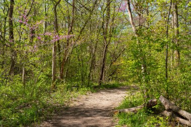 Güzel bir bahar sabahı Bluff Trail 'de yürüyüş parkurunda. Aç Rock State Park, Illinois, ABD.