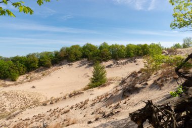 Güneşli bir sabahta kum tepeleri ve bahar manzarası. Warren Dunes Eyalet Parkı, Michigan, ABD.