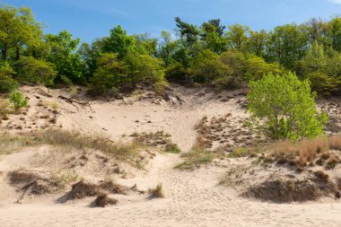 Güneşli bir sabahta kum tepeleri ve bahar manzarası. Warren Dunes Eyalet Parkı, Michigan, ABD.