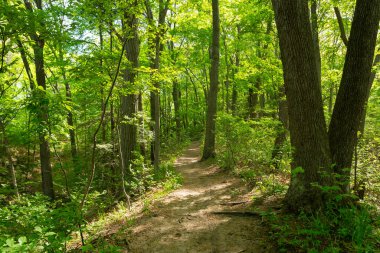 Güzel bir bahar sabahı Warren Dunes Eyalet Parkı 'nda yürüyüş parkı..