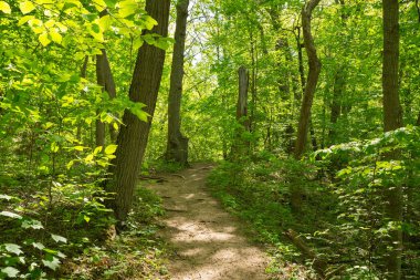 Güzel bir bahar sabahı Warren Dunes Eyalet Parkı 'nda yürüyüş parkı..