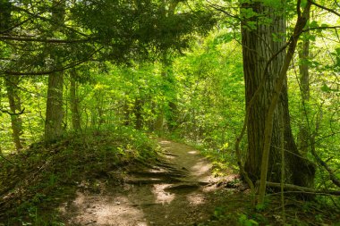 Güzel bir bahar sabahı Warren Dunes Eyalet Parkı 'nda yürüyüş parkı..